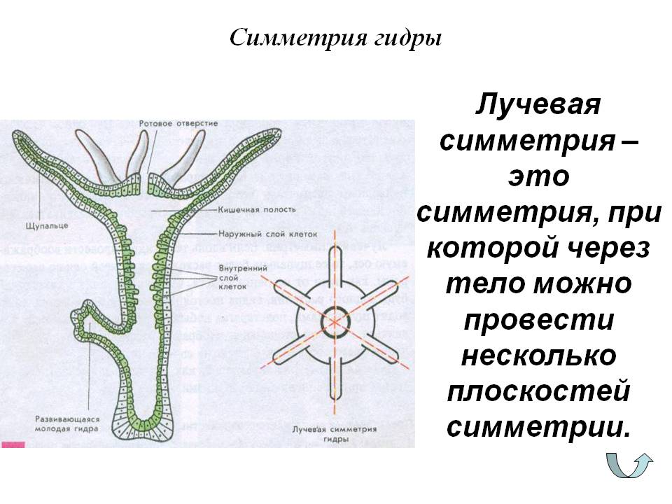 Kraken актуальное